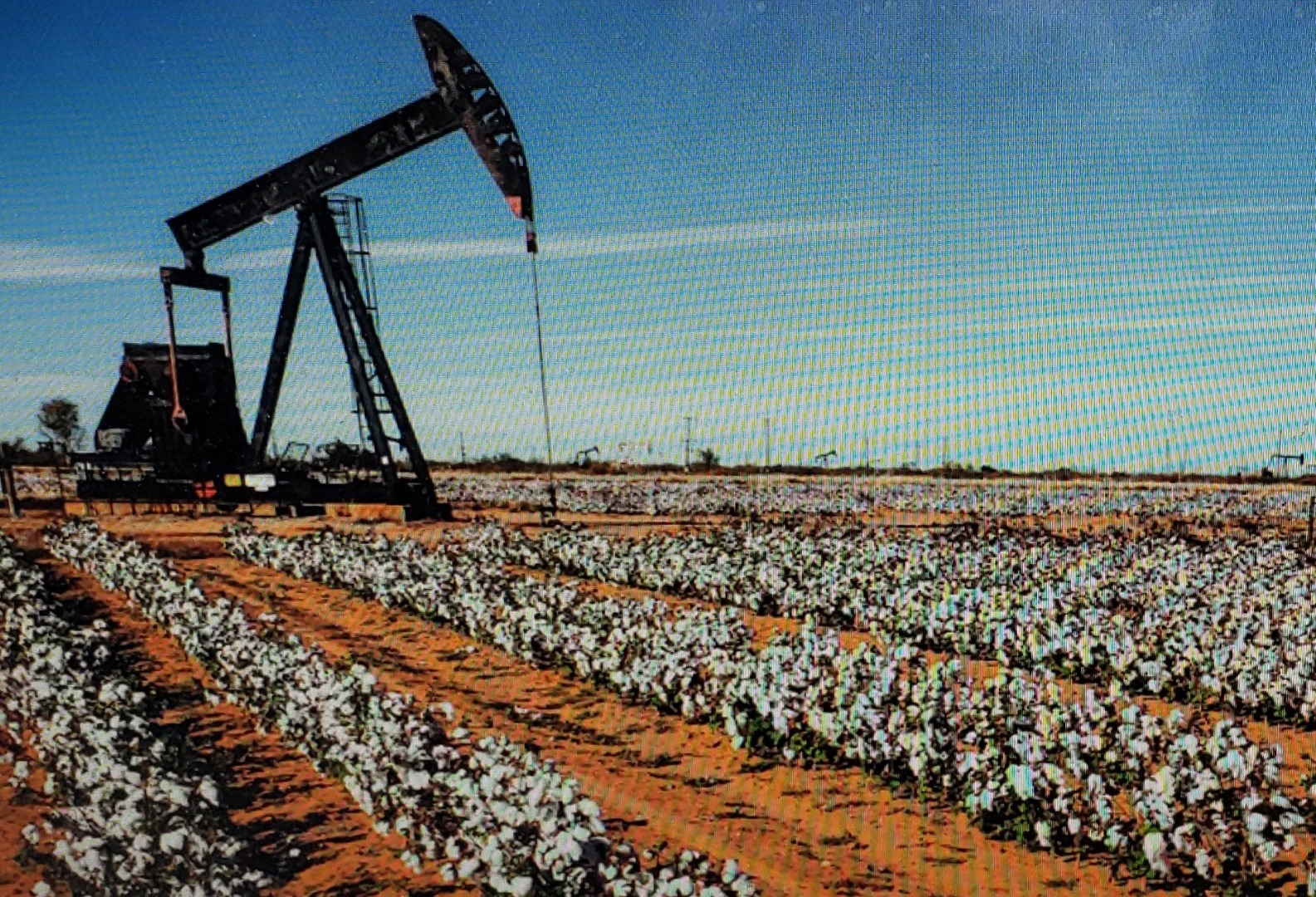 West Texas cotton